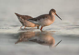 Spotted Redshank