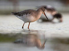 Spotted Redshank