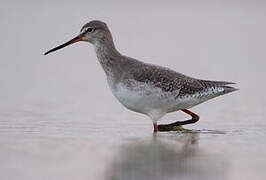 Spotted Redshank