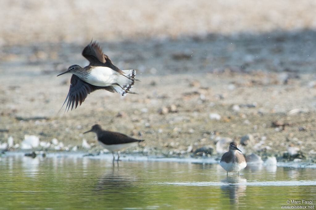 Green Sandpiperadult breeding, Flight