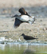 Green Sandpiper