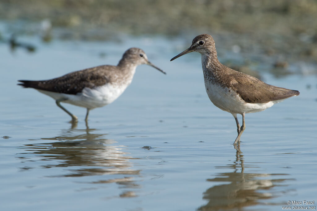 Green Sandpiperadult, identification