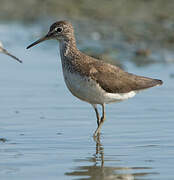 Green Sandpiper