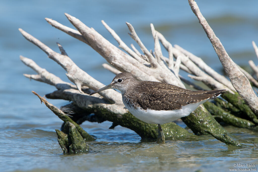 Green Sandpiperadult, identification