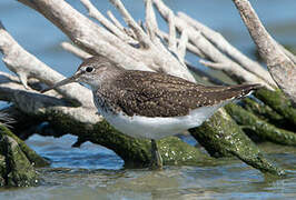 Green Sandpiper