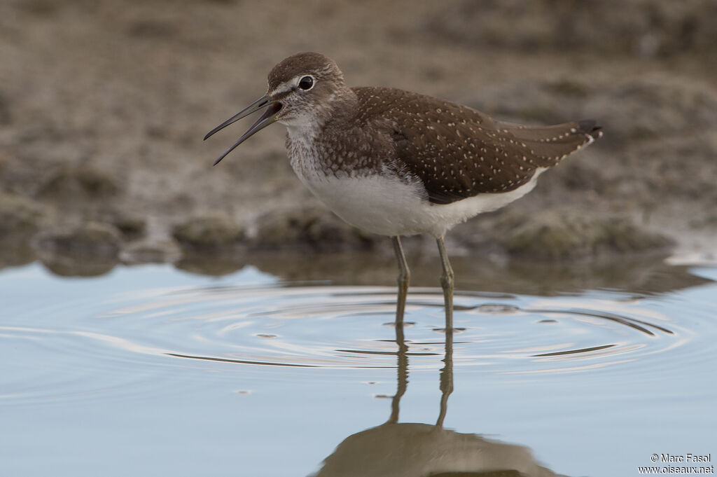 Green Sandpiperadult post breeding, identification