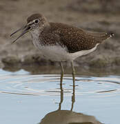 Green Sandpiper