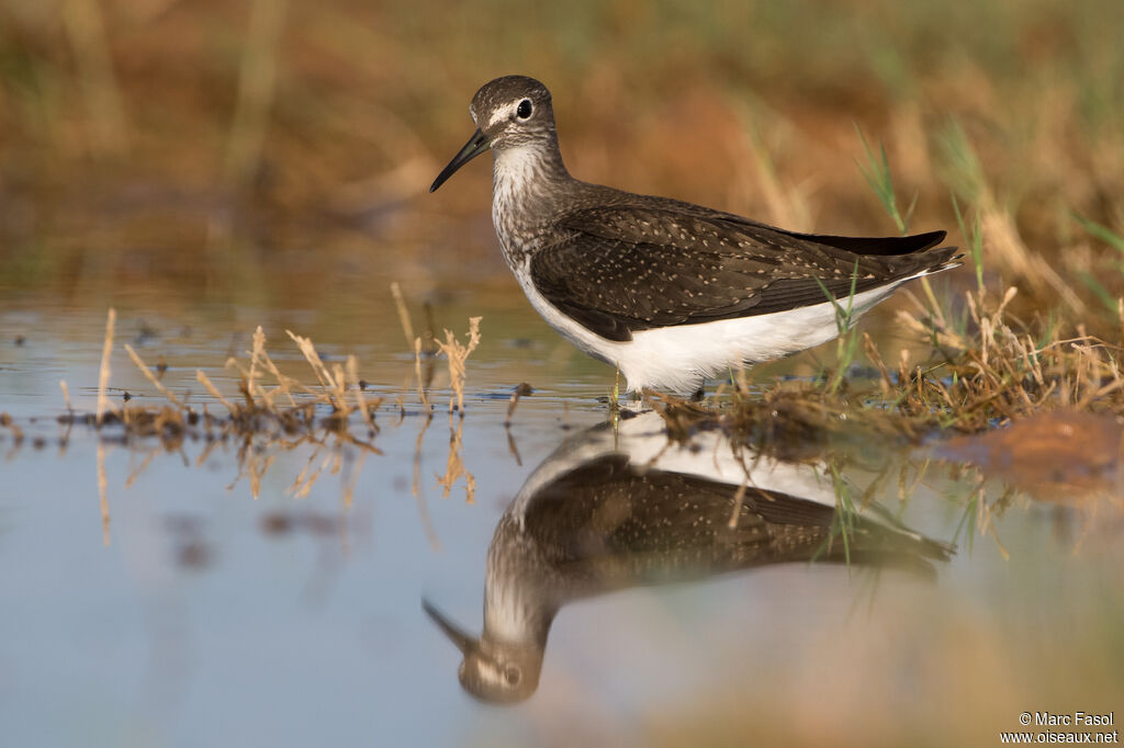 Green Sandpiper, identification