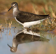 Green Sandpiper