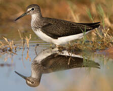 Green Sandpiper