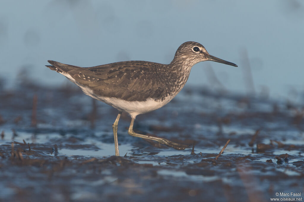 Green Sandpiperadult, identification, walking