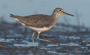 Green Sandpiper