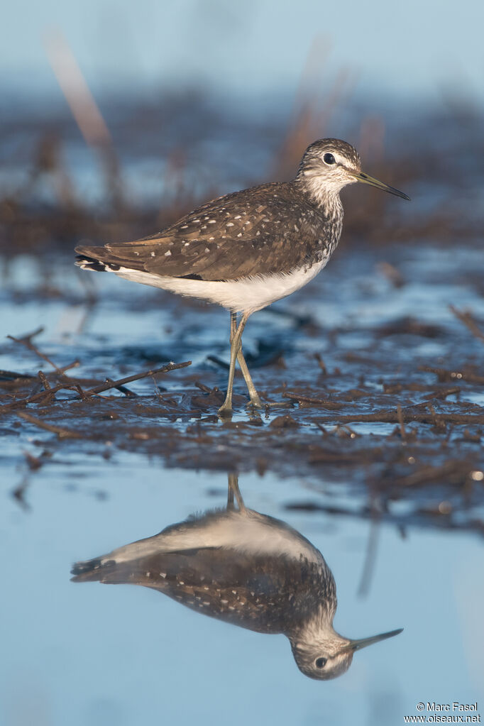 Green Sandpiperadult, identification