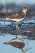 Green Sandpiper