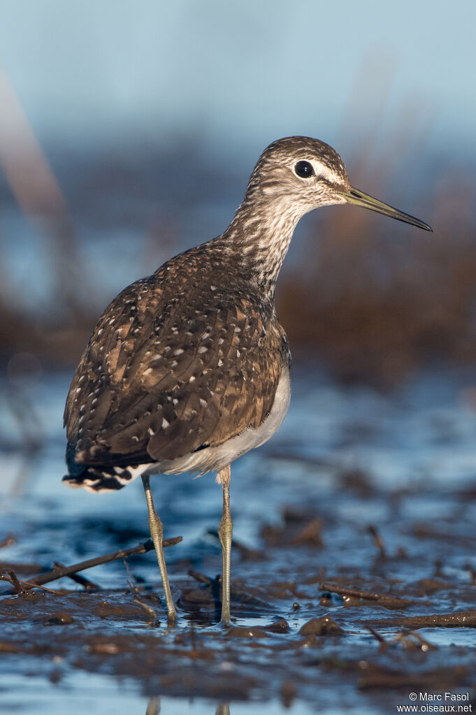 Green Sandpiperadult, identification