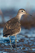 Green Sandpiper