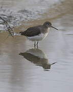 Green Sandpiper