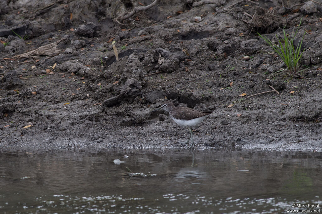 Green Sandpiperadult breeding, identification, Behaviour