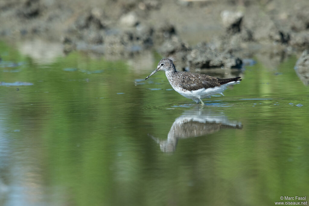 Green Sandpiperadult post breeding, identification