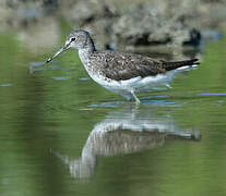 Green Sandpiper