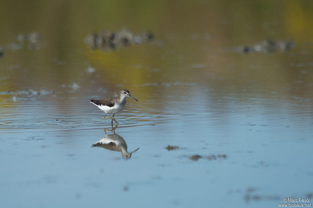 Green Sandpiperadult post breeding, identification, Behaviour