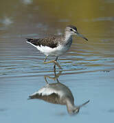 Green Sandpiper