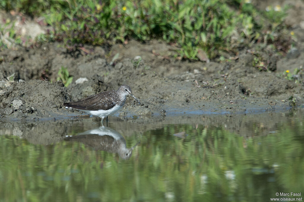 Green Sandpiperadult post breeding, identification, Behaviour