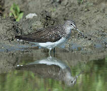 Green Sandpiper