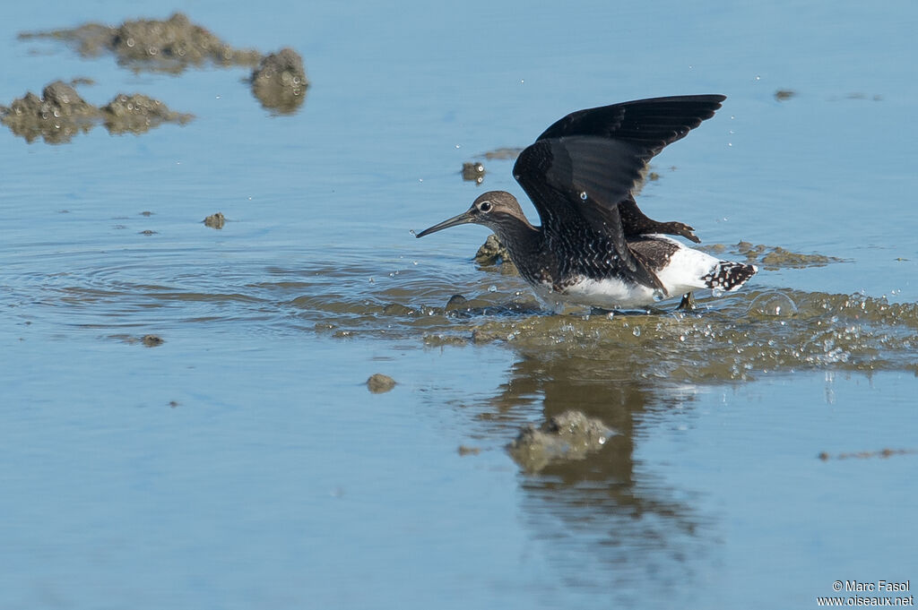 Green Sandpiperadult, Flight, fishing/hunting