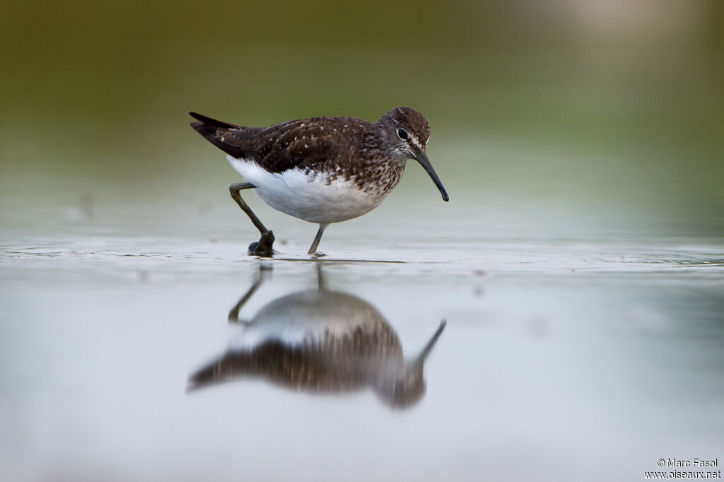 Green Sandpiperadult post breeding, identification, fishing/hunting