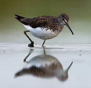 Green Sandpiper