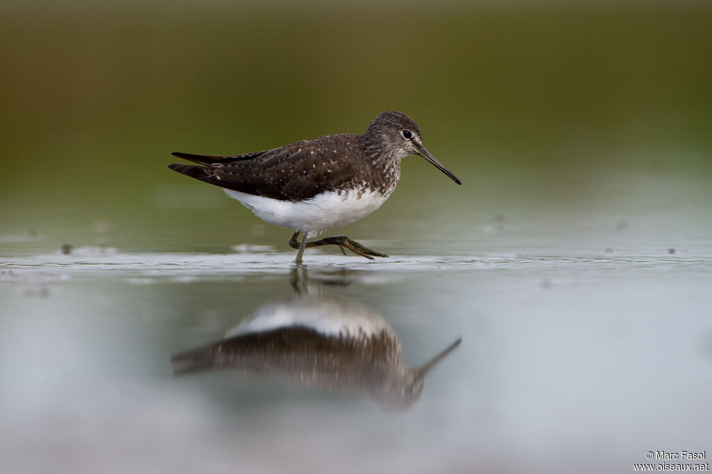 Green Sandpiperadult, identification, fishing/hunting