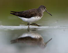 Green Sandpiper