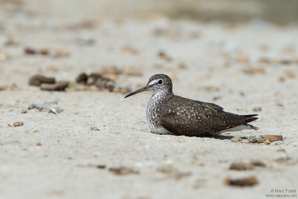 Green Sandpiperadult, identification