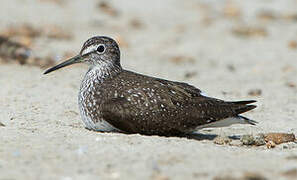 Green Sandpiper