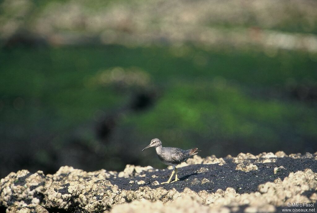 Wandering Tattleradult, identification