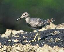 Wandering Tattler