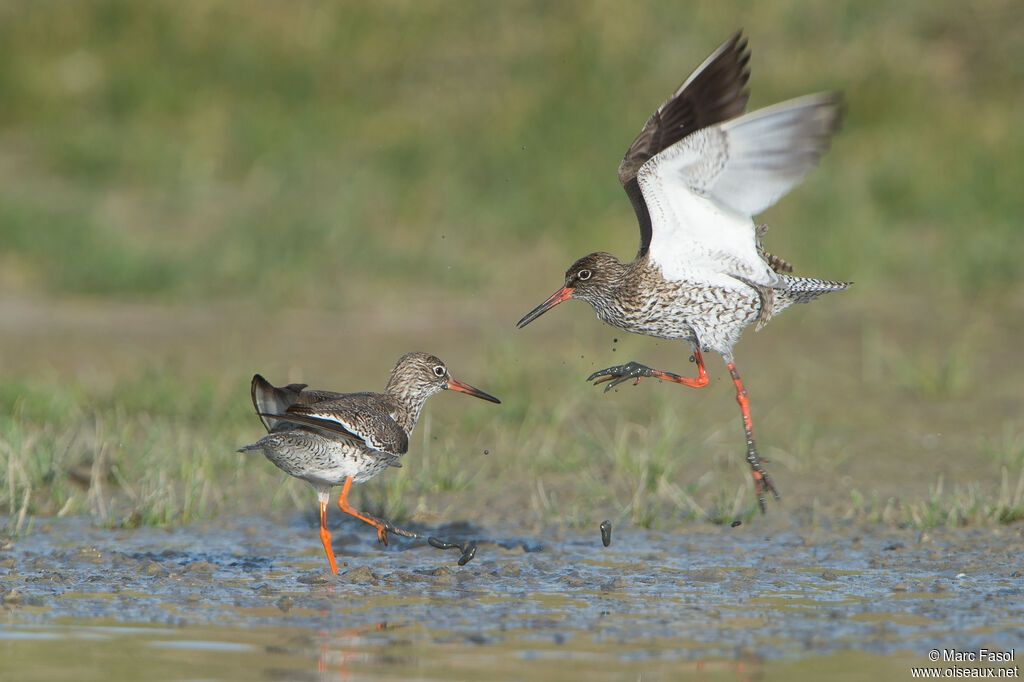 Common Redshank