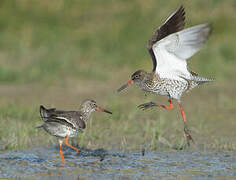 Common Redshank