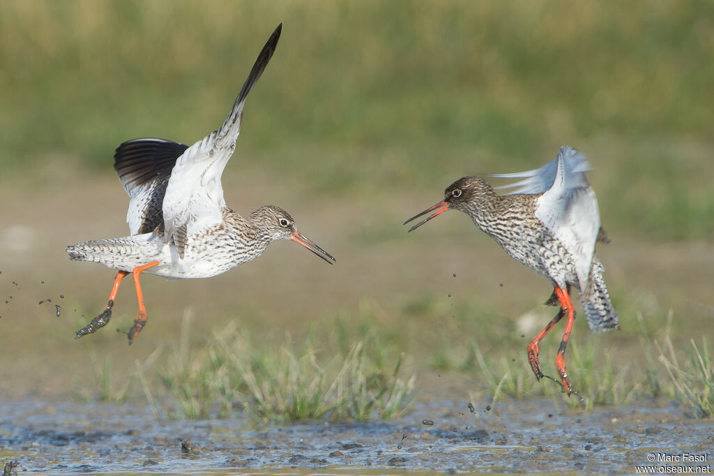 Common Redshank