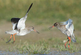 Common Redshank