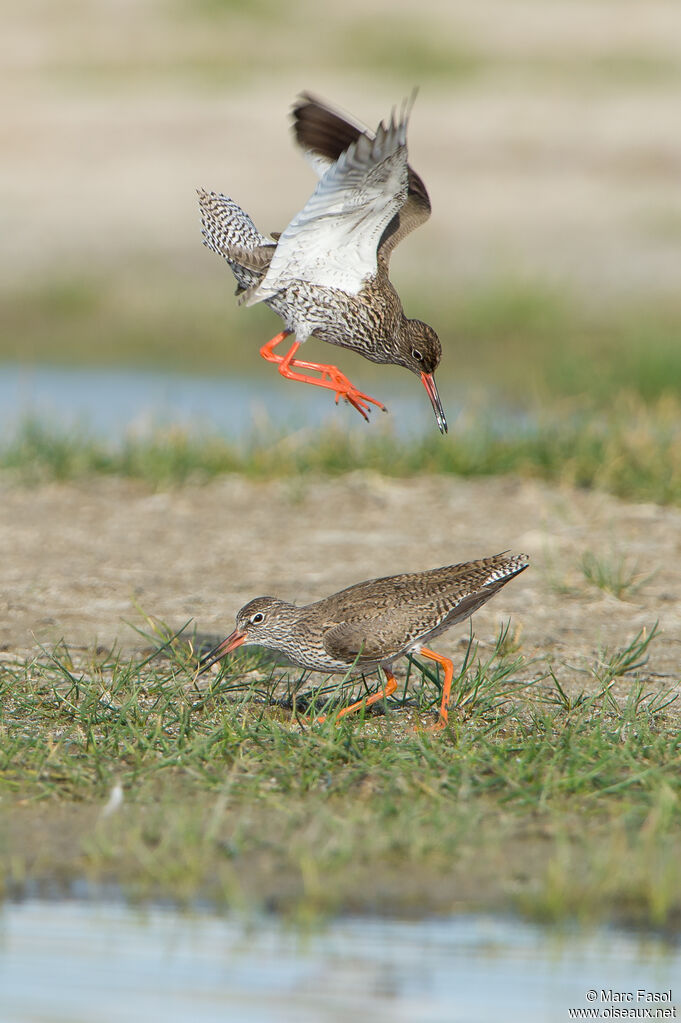 Common Redshank