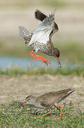 Common Redshank