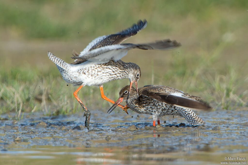 Common Redshank