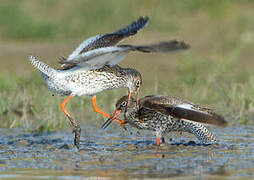 Common Redshank