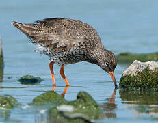 Common Redshank