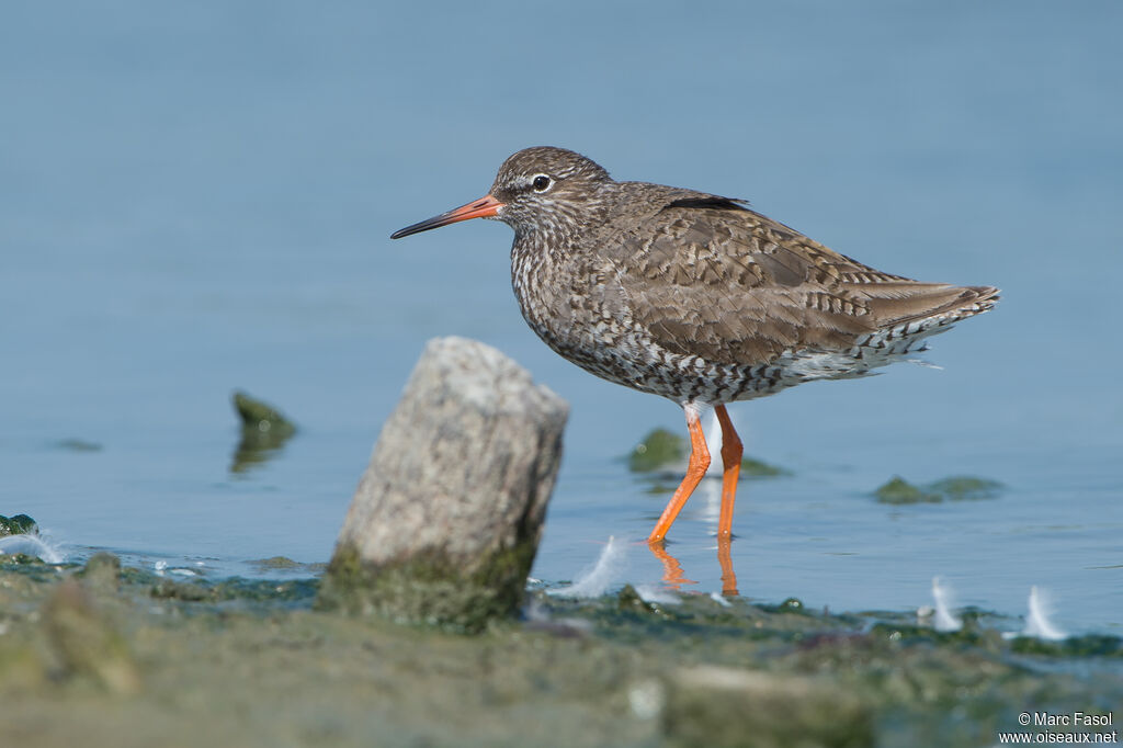 Common Redshankadult, identification