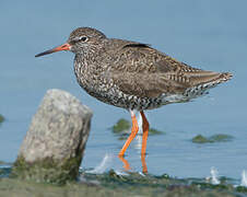 Common Redshank