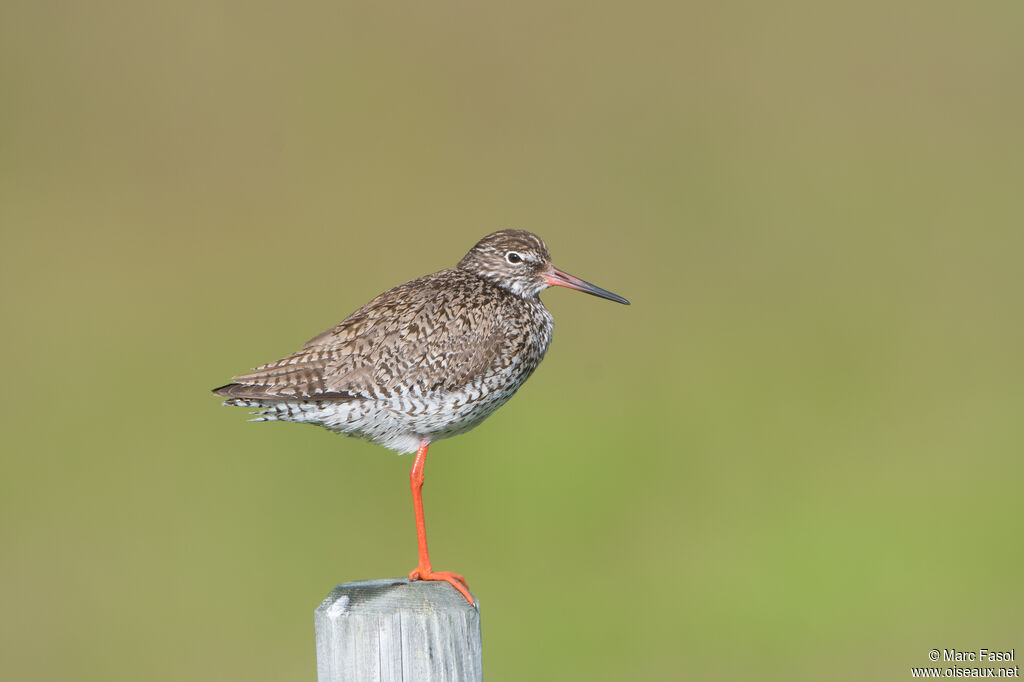 Common Redshankadult breeding, identification