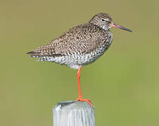 Common Redshank